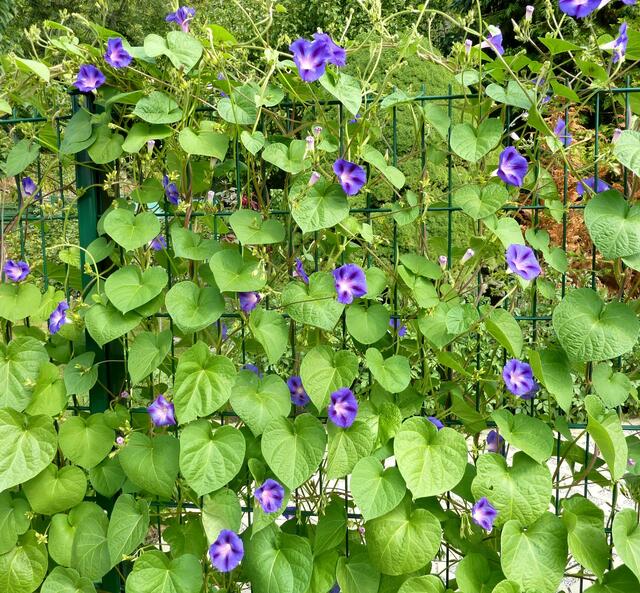 Blaue Pracht