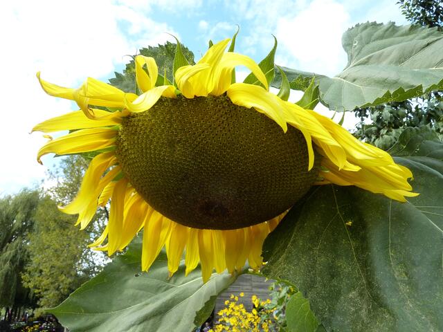 Eine sehr große Sonnenblume