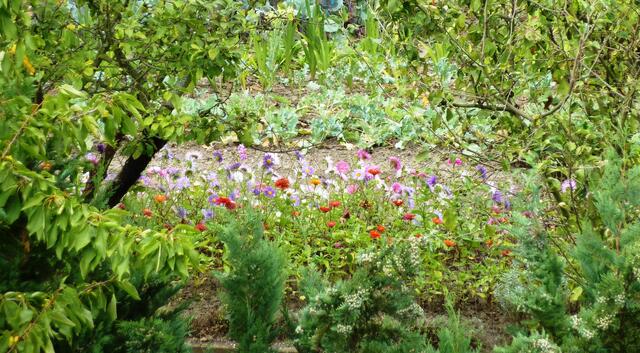 Von oben herunter fotografiert: Blick in einen bunten Garten