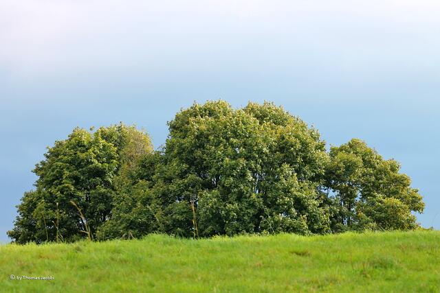 ...und schon leuchtete diese Baumgruppe samt Wiese.