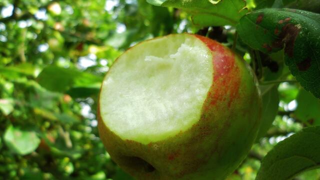 Apfelernte nach 116 Tagen - am 12.9.2013 !