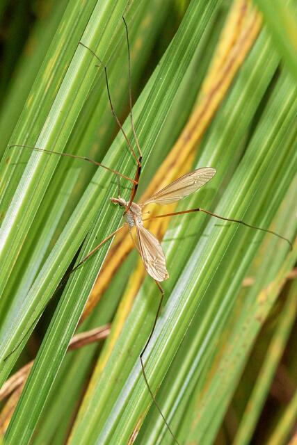 Als ich an diesem Wochenende wieder in den Park komme, sehe ich zunächst keine Libellen. Überall fliegen nur diese Grasmücken herum. Gedanken aus der Kindheit kommen auf. Hat  eine böse Teichhexe die ganzen Libellen in diese Langbeiner verwandelt?