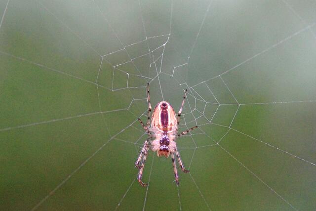 Diese Spinne kenne ich schon. Sie hat ein neues Netz gespannt. "Ich mag Libellen sehr! Leider hat mich hier noch nie eine besucht!"