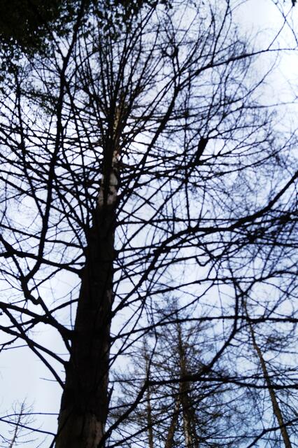 Und wieder Waldsterben