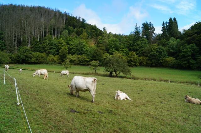 Weide und sterbender Wald