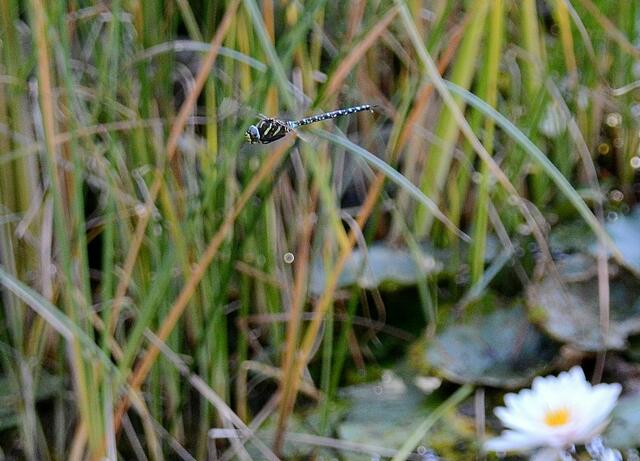 Diese Libelle dreht hier ihre Runden über dem Teich