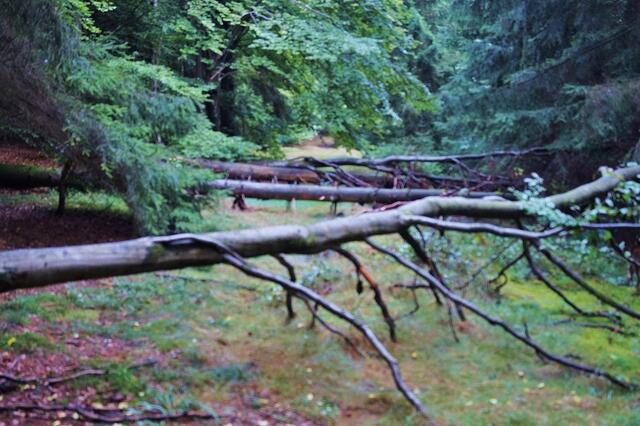 Windbruch brachte Hindernislauf