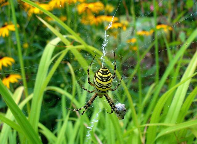 Zebraspinne mit Opfer