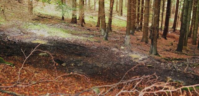 Ein "Wildschwein-Heloponte"