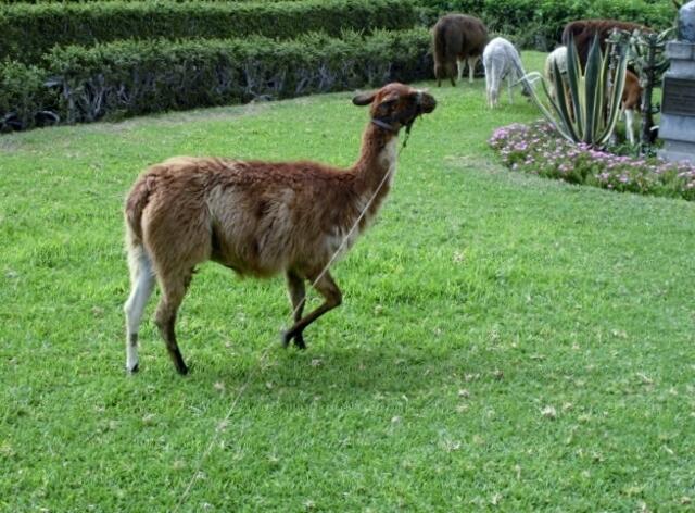 Lamas