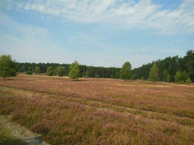 Die Heide blüht (ein bisschen)