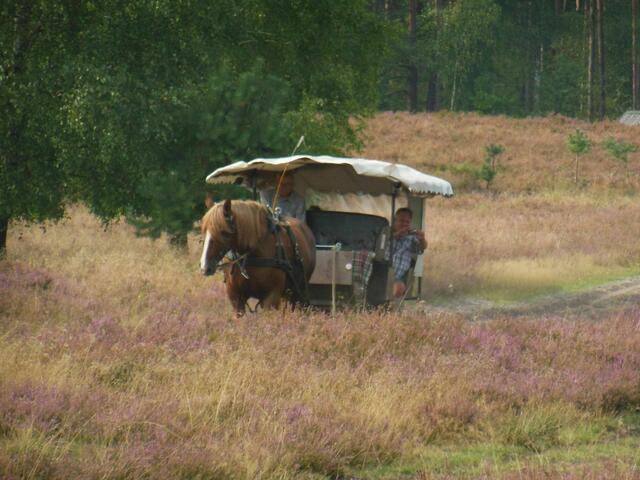 Einspänner in der Heide