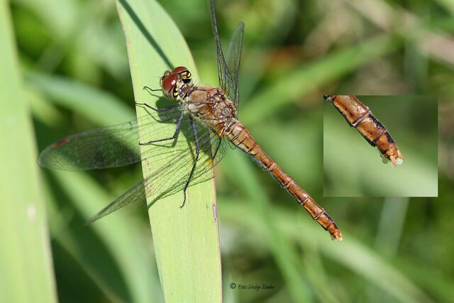 Sympetrum sanguineum bei der Eiablage