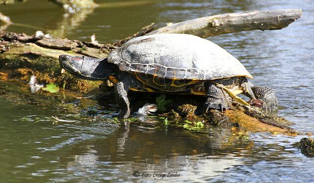 Rotwangen Schmuckschildkröte in beachtlicher Größe