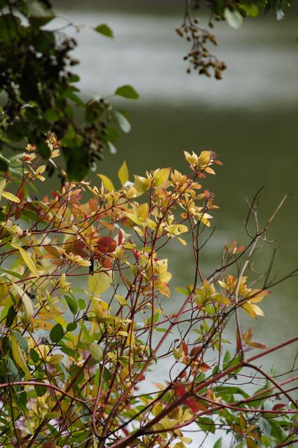 Herbstlaub!