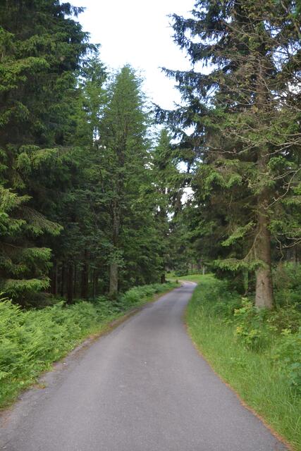 Auf einem geteerten Forstweg geht es ca. 300 m  Richtung Dreibrodesteine... (©Katja Woidtke)