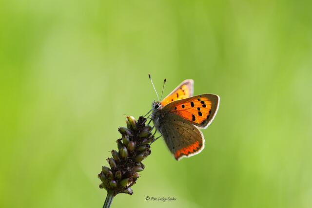Kleiner Feuerfalter  (Lycaena phlaeas)