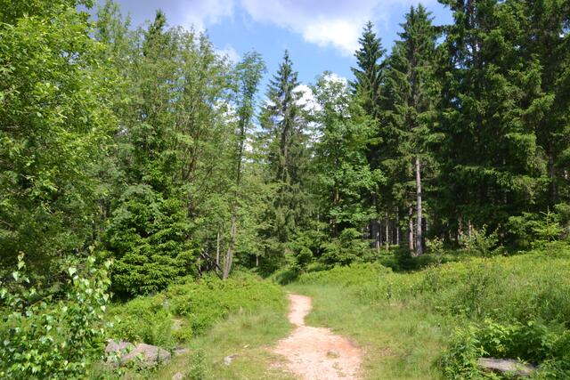 Wanderweg zu den Dreibrodesteinen im Harz (©Katja Woidtke)