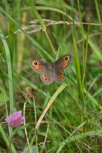 Mohrenfalter am Wegesrand - aber welcher? Erebia ...? (©Katja Woidtke)