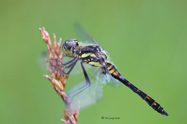 Schwarze Heidelibelle Sympetrum danae