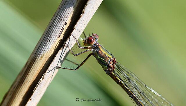 Gemeine Weidenjungfer (Lestes viridis)