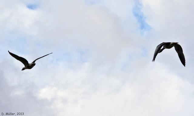 ... die später noch eine kurze Flugschau vollführten.
