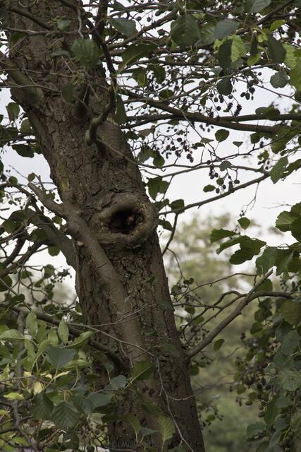 Das Auge des Baums