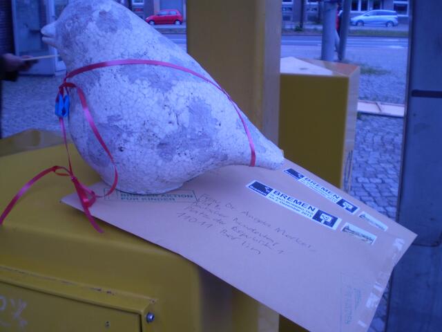 Bremer Schultaube am 21. September 2013 auf den BAKI-Briefen für Frau Dr. Angela Merkel, MdB, und Herrn Peer Steinbrück, MdB, in Bremen