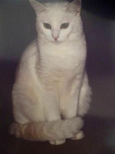 Lisa (Privatvermittlung)