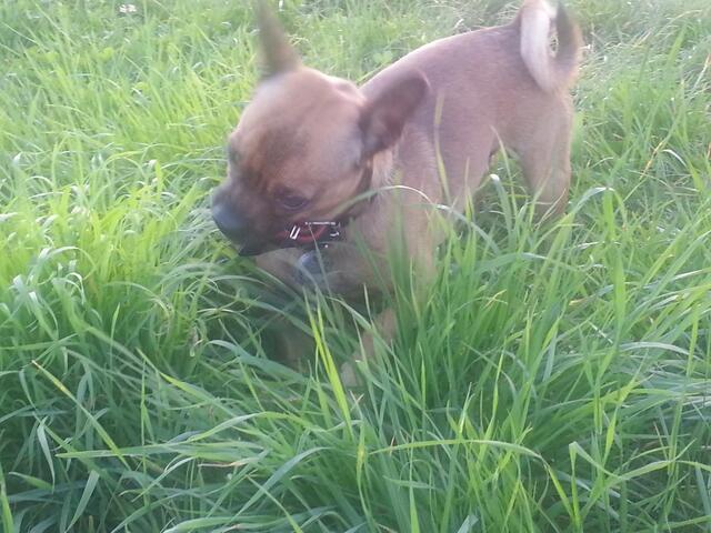 Wenn sich keiner mit mir abgibt, kann ich auch am Gras knabbern.....