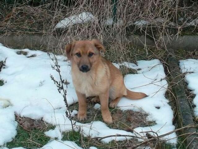 Snoopy (Privatvermittlung)