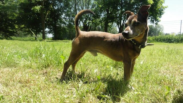 Balou (Pflegestelle)