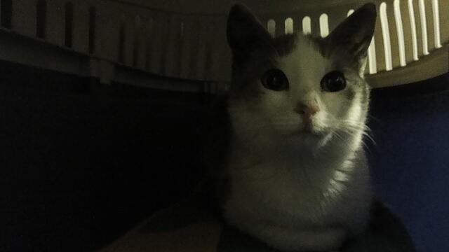 Venus, Merkur, Pluto