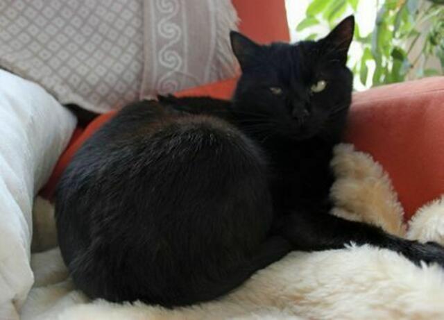 Senji (Privatvermittlung)