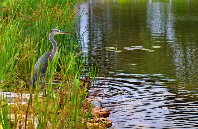 Am Kurparkteich in Bad Krozingen