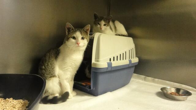 Venus, Merkur, Pluto