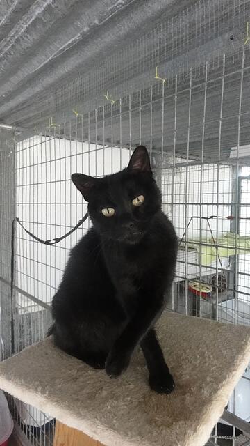 Edward (Pflegestelle)