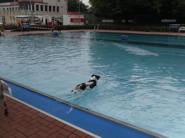 "Jumping Jack Russell"