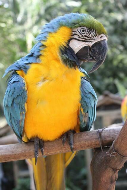 Ein blau-gelbes Prachtexemplar in Macaw Mountain.