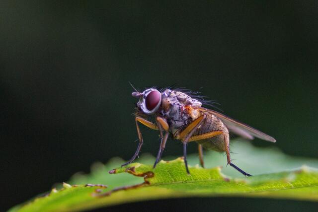 Fliege beim Sonnen