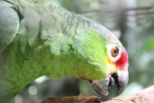 Red Lored Amazon