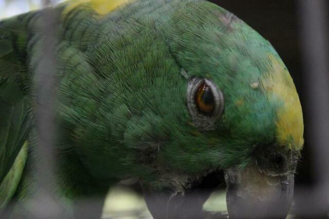 Yellow Crowned Amazon