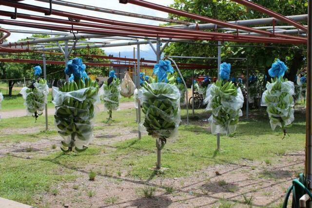 Über dieses Schienensystem kommen die Bananen von der Plantage zur Verpackungsstation.