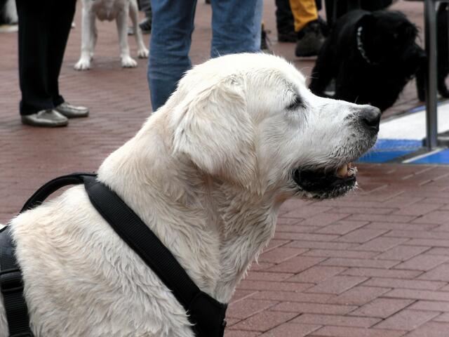 So ich mach jetzt mal auf braver Hund, dann darf ich bestimmt gleich rein ;-) Wobei ich bin ein braver Hund!