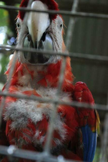 Manche Papageien in Macaw Mountain werden erst gesund gepflegt.
