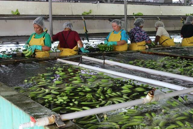 Hier werden die Bananen geprüft.