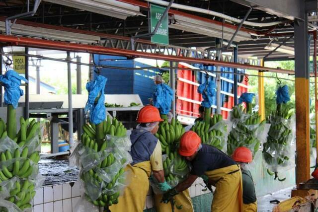 Die Bananen werden abgeschnitten und ins Wasserbecken gelegt.