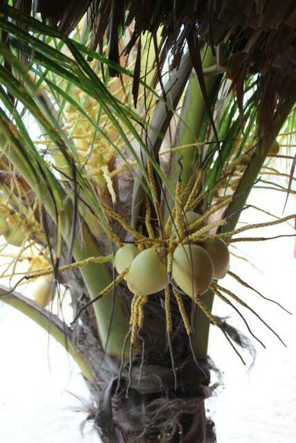 Kokosnüsse am Strand von Trujillo.