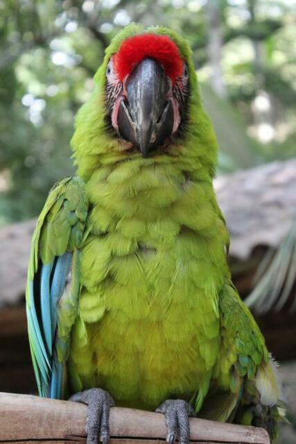 Ein grünes Prachtexemplar in Macaw Mountain.