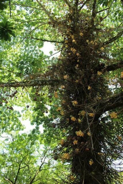 Ein stinkender Kanonenkugelbaum im Lancetilla.